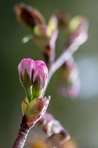 Close-up of pink flowering plant