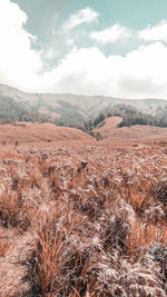 Scenic view of field against sky