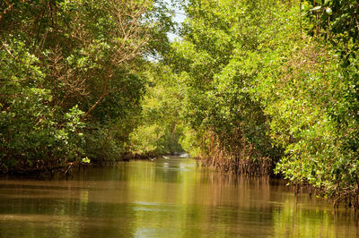 Scenic view of forest