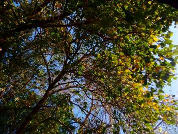 Low angle view of tree against sky