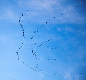 Flocks of birds flying against blue sky