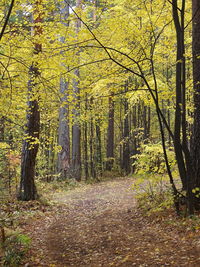Trees growing in forest during autumn