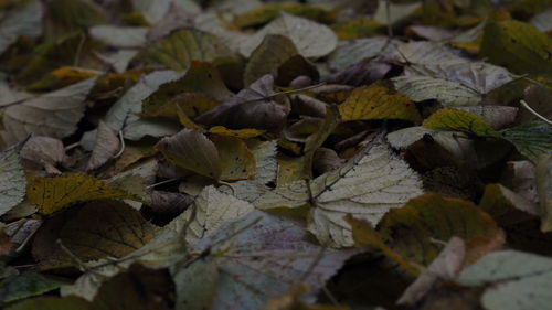 Full frame shot of autumn leaves