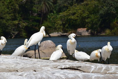 Birds perching on lakeside