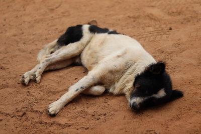 High angle view of dog sleeping on sand