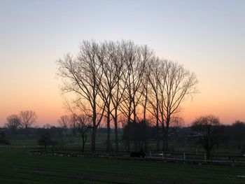 Bare trees on field against sky during sunset