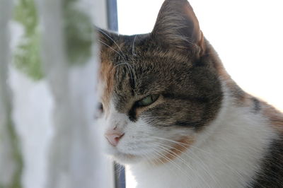 Close-up of a cat looking away