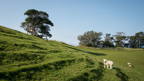 Sheep grazing in a field