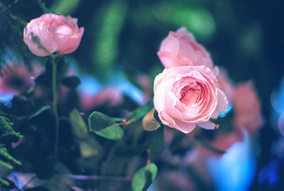 Close-up of pink rose