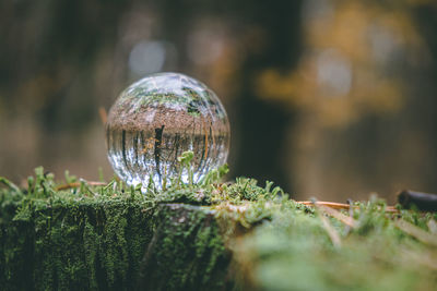 Glass transparent ball on a stump overgrown with moss. environmental protection concept