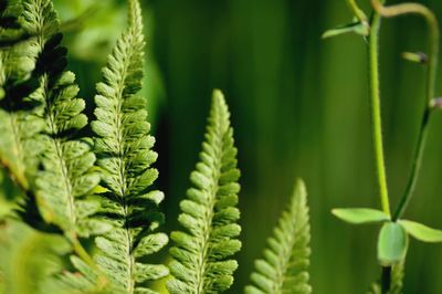 Close-up of fern leaves