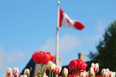 Close-up of red flowering plants against blue sky