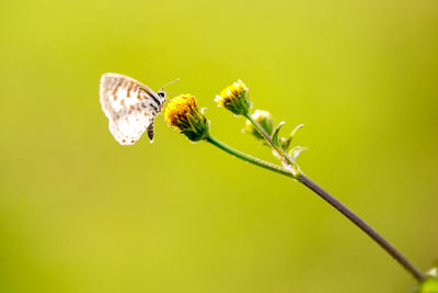 Close-up of butterfly pollinating on flower