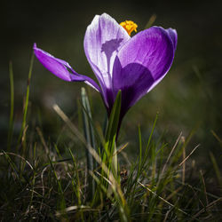 Close-up of purple crocus flower on field