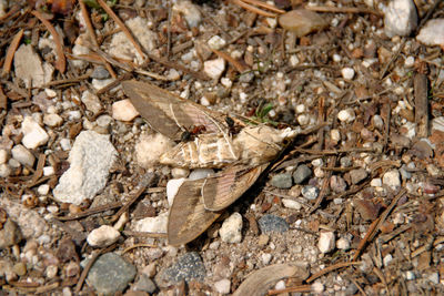 High angle view of butterfly on field