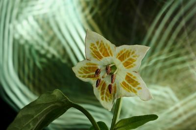 Close-up of yellow flowering plant