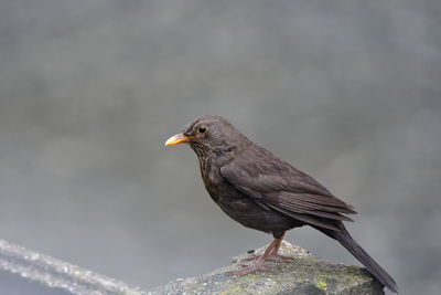 Close-up of bird perching on wood