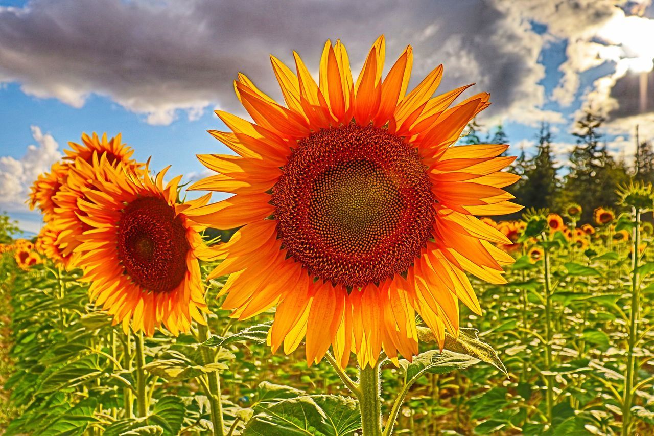 CLOSE-UP OF SUNFLOWERS ON FIELD