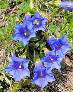 Close-up of purple blue flowers on field