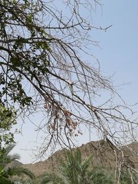 Bare trees on landscape