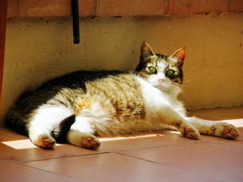 Close-up portrait of cat lying on floor