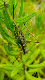 Close-up of insect on plant