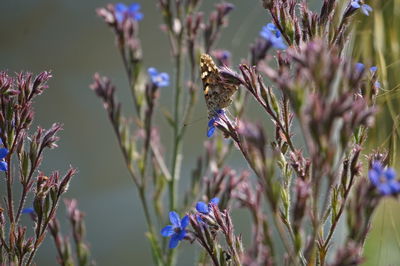 Close-up of insect on purple flower