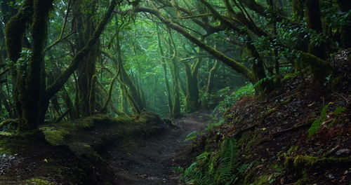 Trees in mystic dark forest