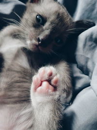 Close-up portrait of kitten at home