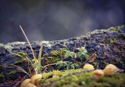 Close-up of plant against blurred background