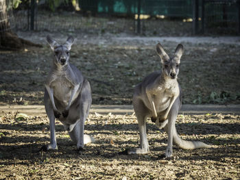 Full length of kangaroos in zoo