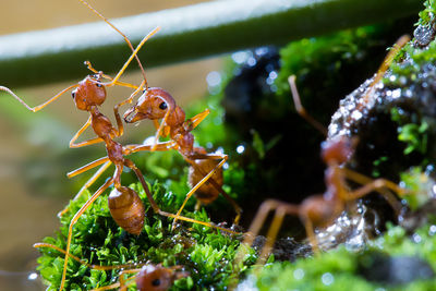 Close-up of fire ants on plant