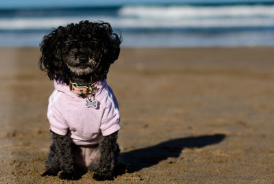 Portrait of black poodle sitting at beach