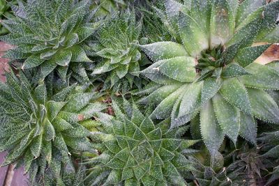 Full frame shot of wet plant