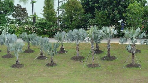 Plants growing on field