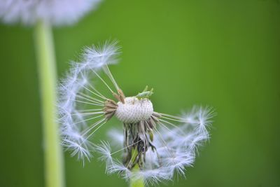 Close-up of dandelion on flower