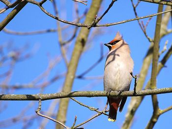 Low angle view of bird perching on branch