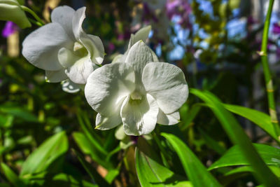 Close-up of white rose flower