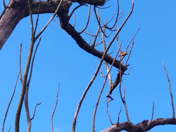 Low angle view of bare tree against clear blue sky