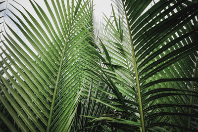 Close-up of palm tree leaves