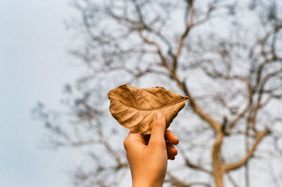 Human hand holding dry leaf on tree