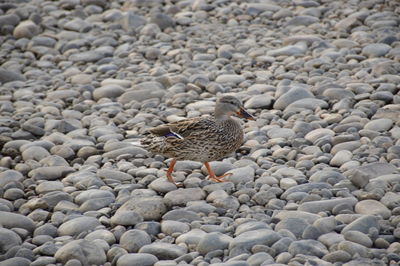 High angle view of bird on rock