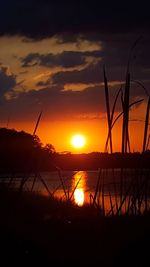 Silhouette plants by lake against sky during sunset