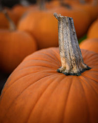 Close-up of pumpkin for sale at market