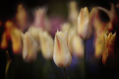 Close-up of yellow tulips blooming outdoors