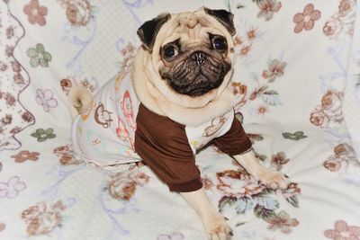 High angle view of small dog on bed