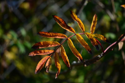 Close-up of green leaves on plant