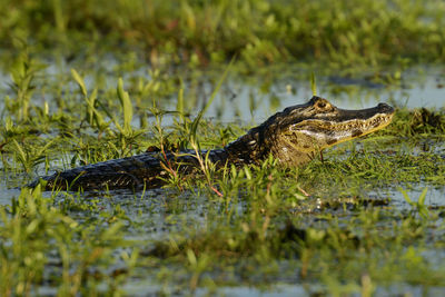 Surface level of a duck in the lake