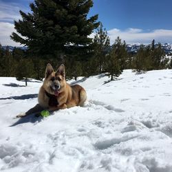 Dog relaxing on snowcapped field