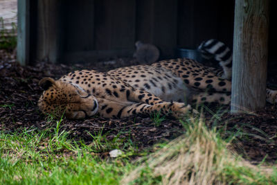 View of cats relaxing on field